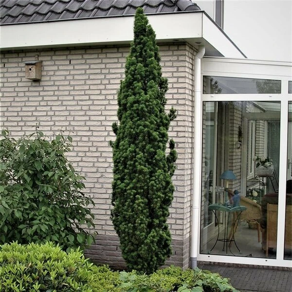 Taxus Baccata Fastigiata Robusta - Totale Hoogte 60-80 Cm - Pot 3 Ltr 6 Taxus Baccata Fastigiata Robusta - Totale Hoogte 60-80 Cm - Pot 3 Ltr - Afbeelding 6