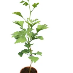 Ginkgo Biloba - Pot Ø 19 Cm