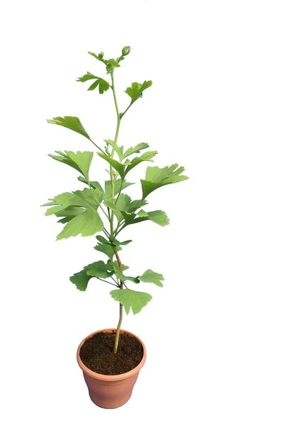 Ginkgo Biloba - Pot Ø 19 Cm 1 Ginkgo Biloba - Pot Ø 19 Cm
