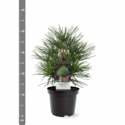 Sciadopitys Verticilata - Totale Hoogte 40-60 Cm - Pot 3 Ltr -Aanbiedingen Boom Licht Winkel 1949311068
