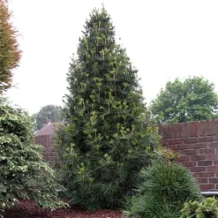 Sciadopitys Verticilata - Totale Hoogte 40-60 Cm - Pot 3 Ltr -Aanbiedingen Boom Licht Winkel 1949311077