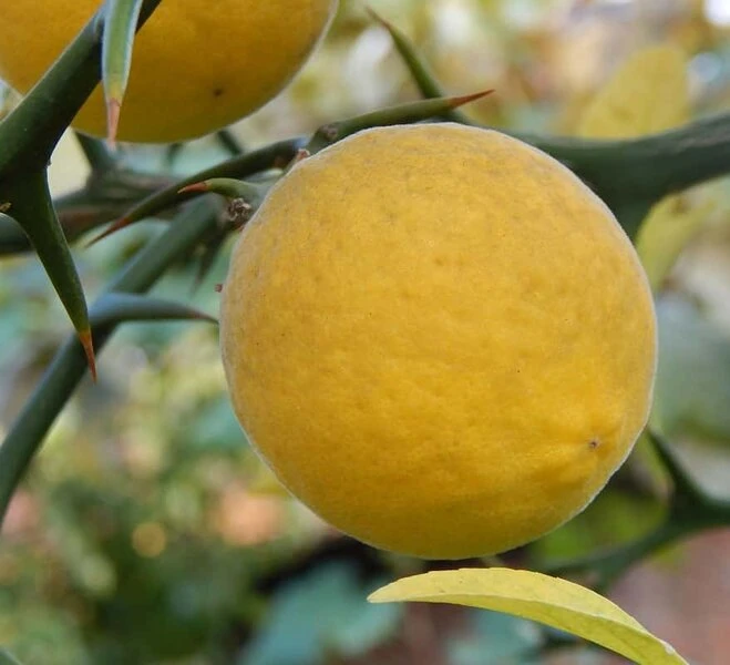 Poncirus Trifoliata - Totale Hoogte 70-90 Cm - Pot Ø 22 Cm 1 Poncirus Trifoliata - Totale Hoogte 70-90 Cm - Pot Ø 22 Cm