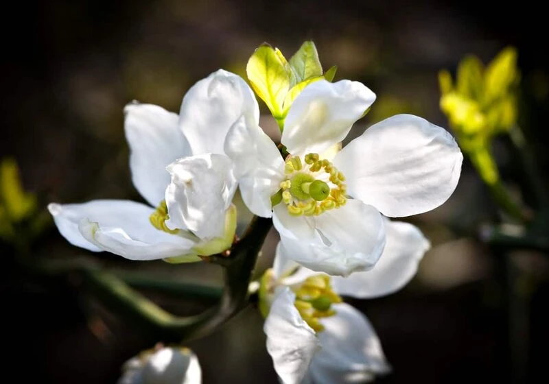 Poncirus Trifoliata - Totale Hoogte 70-90 Cm - Pot Ø 22 Cm 2 Poncirus Trifoliata - Totale Hoogte 70-90 Cm - Pot Ø 22 Cm - Afbeelding 2