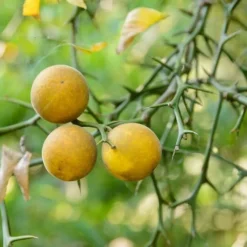 Poncirus Trifoliata - Totale Hoogte 70-90 Cm - Pot Ø 22 Cm 6 Poncirus Trifoliata - Totale Hoogte 70-90 Cm - Pot Ø 22 Cm -Aanbiedingen Boom Licht Winkel 1950444057