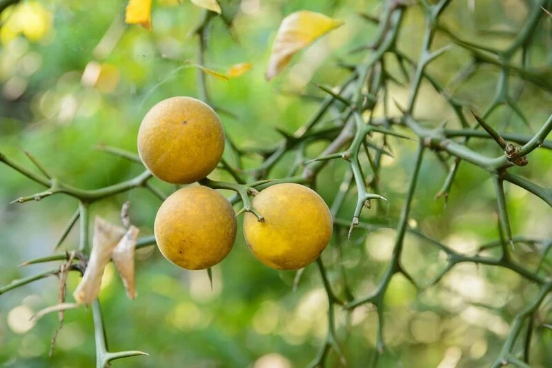 Poncirus Trifoliata - Totale Hoogte 70-90 Cm - Pot Ø 22 Cm 3 Poncirus Trifoliata - Totale Hoogte 70-90 Cm - Pot Ø 22 Cm - Afbeelding 3