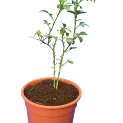 Poncirus Trifoliata - Totale Hoogte 70-90 Cm - Pot Ø 22 Cm 7 Poncirus Trifoliata - Totale Hoogte 70-90 Cm - Pot Ø 22 Cm -Aanbiedingen Boom Licht Winkel 1950444060