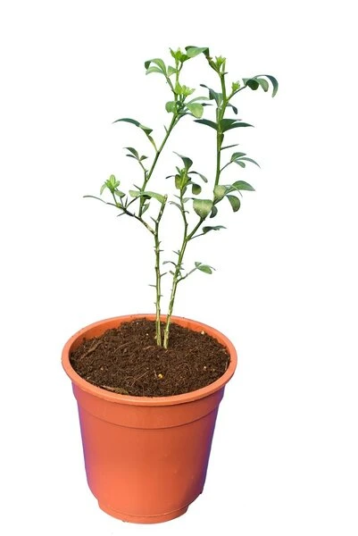 Poncirus Trifoliata - Totale Hoogte 70-90 Cm - Pot Ø 22 Cm 4 Poncirus Trifoliata - Totale Hoogte 70-90 Cm - Pot Ø 22 Cm - Afbeelding 4