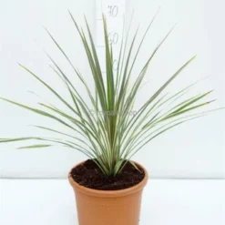 Cordyline Australis Torbay Dazzler Totale Hoogte 60-80 Cm