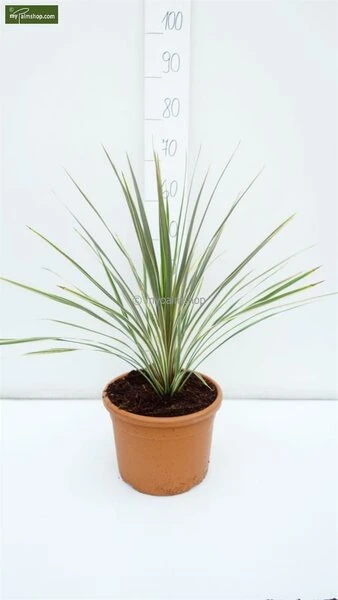 Cordyline Australis Torbay Dazzler Totale Hoogte 60-80 Cm 1 Cordyline Australis Torbay Dazzler Totale Hoogte 60-80 Cm