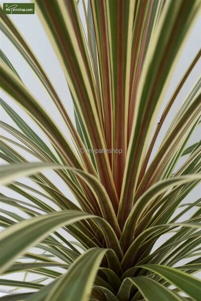 Cordyline Australis Torbay Dazzler Totale Hoogte 60-80 Cm 2 Cordyline Australis Torbay Dazzler Totale Hoogte 60-80 Cm - Afbeelding 2