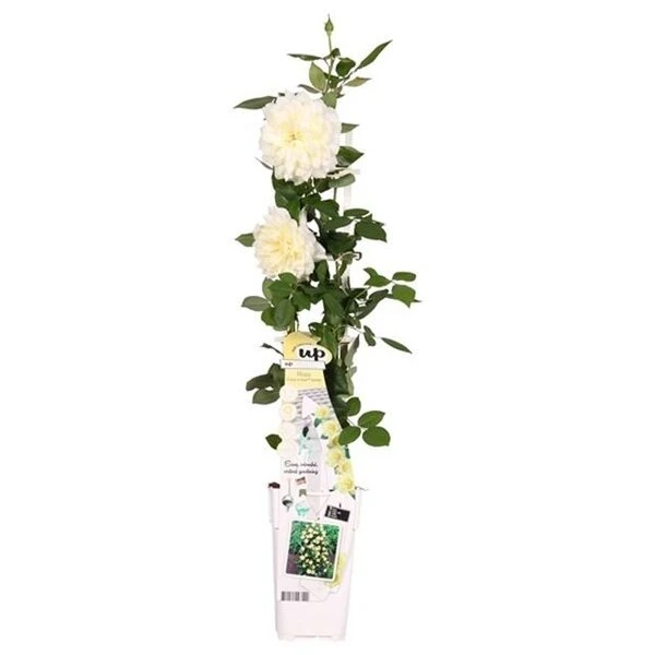 Rosa Crazy In Love Climbers Vanilla 2 Ltr 1 Rosa Crazy In Love Climbers Vanilla 2 Ltr