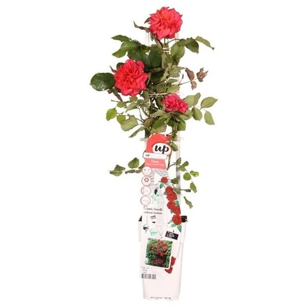 Rosa Crazy In Love Climbers Rood 2 Ltr 1 Rosa Crazy In Love Climbers Rood 2 Ltr
