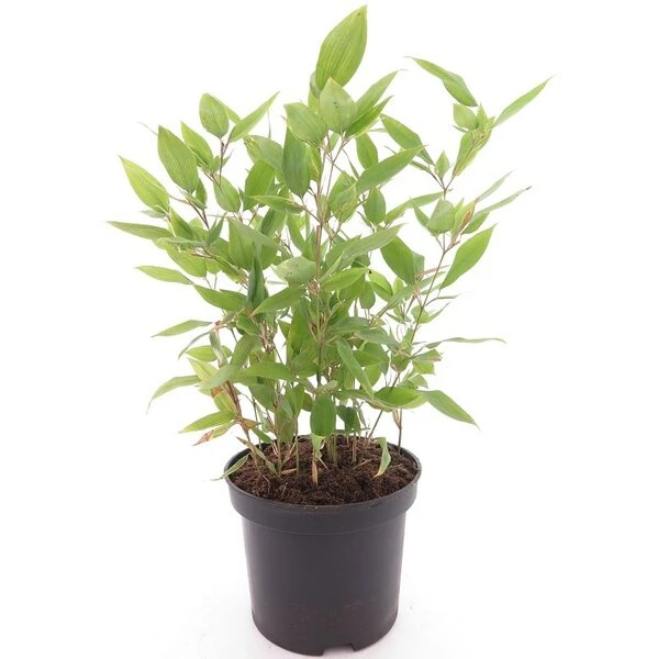 Shibataea Kumasaca - Totale Hoogte 40-60 Cm - Pot Ø 19 Cm 1 Shibataea Kumasaca - Totale Hoogte 40-60 Cm - Pot Ø 19 Cm