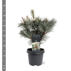 Pinus Pumila Glauca - Totale Hoogte 50-60 Cm - Pot 5 Ltr -Aanbiedingen Boom Licht Winkel 1954990983