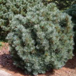 Pinus Pumila Glauca - Totale Hoogte 50-60 Cm - Pot 5 Ltr -Aanbiedingen Boom Licht Winkel 1954990986