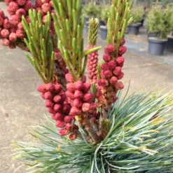 Pinus Pumila Glauca - Totale Hoogte 50-60 Cm - Pot 5 Ltr -Aanbiedingen Boom Licht Winkel 1954990989