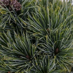 Pinus Pumila Glauca - Totale Hoogte 50-60 Cm - Pot 5 Ltr -Aanbiedingen Boom Licht Winkel 1954990995