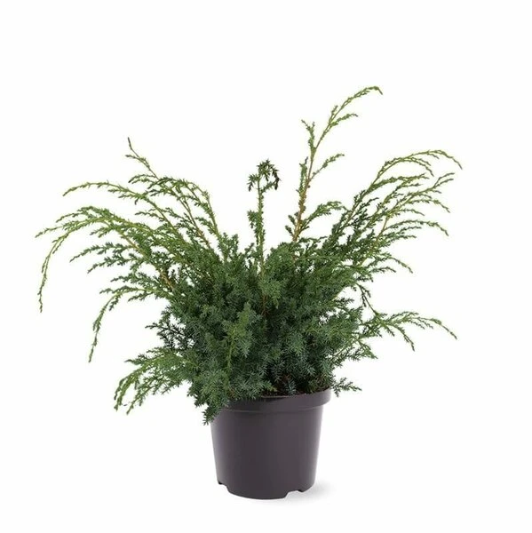 Juniperus Chinensis Blue Alps - Totale Hoogte 80-90 Cm - Pot 5 Ltr 1 Juniperus Chinensis Blue Alps - Totale Hoogte 80-90 Cm - Pot 5 Ltr