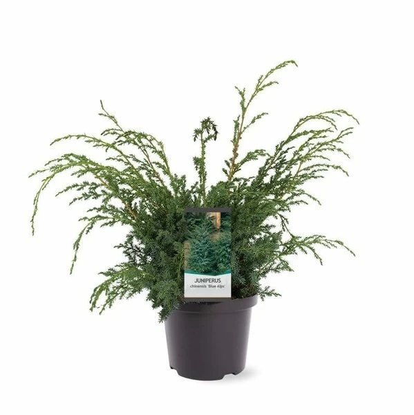 Juniperus Chinensis Blue Alps - Totale Hoogte 80-90 Cm - Pot 5 Ltr 2 Juniperus Chinensis Blue Alps - Totale Hoogte 80-90 Cm - Pot 5 Ltr - Afbeelding 2