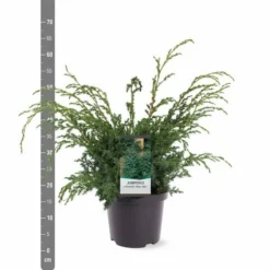 Juniperus Chinensis Blue Alps - Totale Hoogte 80-90 Cm - Pot 5 Ltr 12 Juniperus Chinensis Blue Alps - Totale Hoogte 80-90 Cm - Pot 5 Ltr -Aanbiedingen Boom Licht Winkel 1959298656