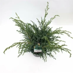 Juniperus Chinensis Blue Alps - Totale Hoogte 80-90 Cm - Pot 5 Ltr 13 Juniperus Chinensis Blue Alps - Totale Hoogte 80-90 Cm - Pot 5 Ltr -Aanbiedingen Boom Licht Winkel 1959298659