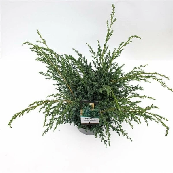 Juniperus Chinensis Blue Alps - Totale Hoogte 80-90 Cm - Pot 5 Ltr 4 Juniperus Chinensis Blue Alps - Totale Hoogte 80-90 Cm - Pot 5 Ltr - Afbeelding 4