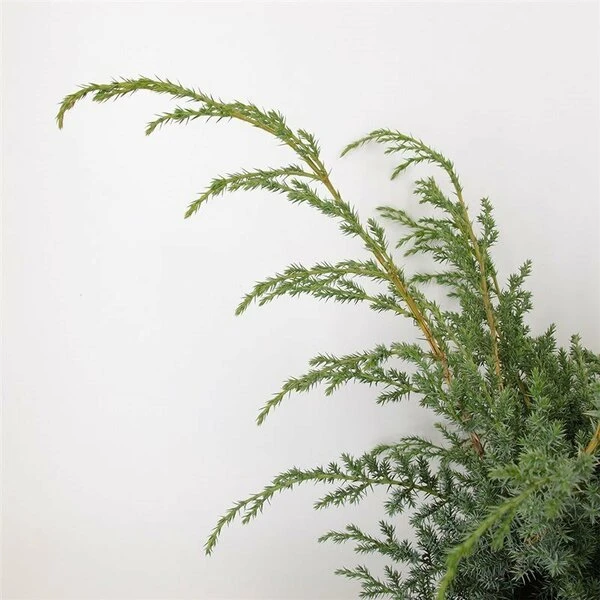 Juniperus Chinensis Blue Alps - Totale Hoogte 80-90 Cm - Pot 5 Ltr 5 Juniperus Chinensis Blue Alps - Totale Hoogte 80-90 Cm - Pot 5 Ltr - Afbeelding 5