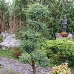 Juniperus Chinensis Blue Alps - Totale Hoogte 80-90 Cm - Pot 5 Ltr 15 Juniperus Chinensis Blue Alps - Totale Hoogte 80-90 Cm - Pot 5 Ltr -Aanbiedingen Boom Licht Winkel 1959298665