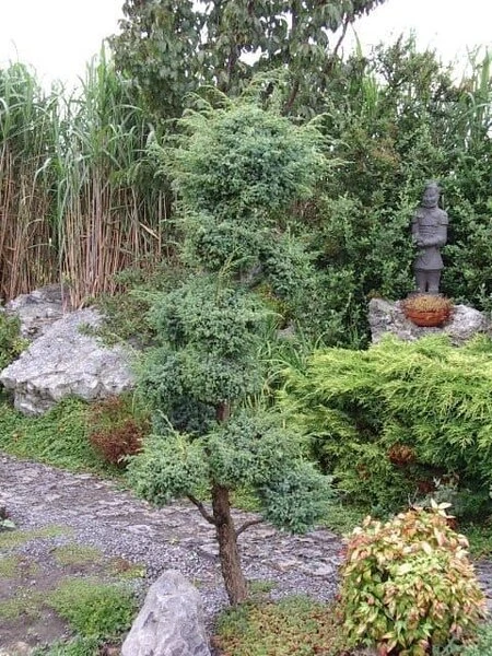 Juniperus Chinensis Blue Alps - Totale Hoogte 80-90 Cm - Pot 5 Ltr 6 Juniperus Chinensis Blue Alps - Totale Hoogte 80-90 Cm - Pot 5 Ltr - Afbeelding 6