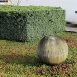 Juniperus Chinensis Blue Alps - Totale Hoogte 80-90 Cm - Pot 5 Ltr 16 Juniperus Chinensis Blue Alps - Totale Hoogte 80-90 Cm - Pot 5 Ltr -Aanbiedingen Boom Licht Winkel 1959298668