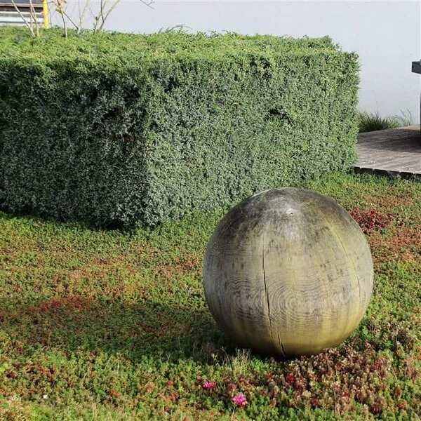 Juniperus Chinensis Blue Alps - Totale Hoogte 80-90 Cm - Pot 5 Ltr 7 Juniperus Chinensis Blue Alps - Totale Hoogte 80-90 Cm - Pot 5 Ltr - Afbeelding 7