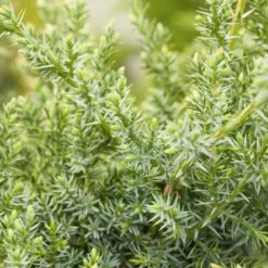 Juniperus Chinensis Blue Alps - Totale Hoogte 80-90 Cm - Pot 5 Ltr 17 Juniperus Chinensis Blue Alps - Totale Hoogte 80-90 Cm - Pot 5 Ltr -Aanbiedingen Boom Licht Winkel 1959298671