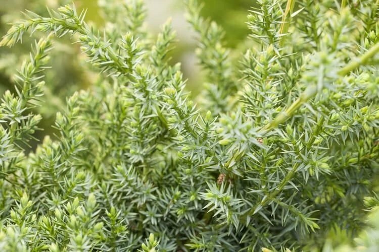 Juniperus Chinensis Blue Alps - Totale Hoogte 80-90 Cm - Pot 5 Ltr 8 Juniperus Chinensis Blue Alps - Totale Hoogte 80-90 Cm - Pot 5 Ltr - Afbeelding 8