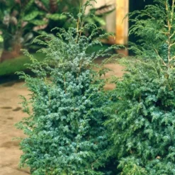 Juniperus Chinensis Blue Alps - Totale Hoogte 80-90 Cm - Pot 5 Ltr 18 Juniperus Chinensis Blue Alps - Totale Hoogte 80-90 Cm - Pot 5 Ltr -Aanbiedingen Boom Licht Winkel 1959298674