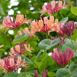 Lonicera Heckrottii - Totale Hoogte 160+ Cm - Pot Ø 20 Cm 5 Lonicera Heckrottii - Totale Hoogte 160+ Cm - Pot Ø 20 Cm -Aanbiedingen Boom Licht Winkel 1960114281