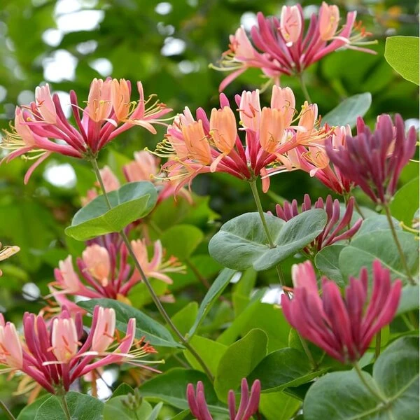 Lonicera Heckrottii - Totale Hoogte 160+ Cm - Pot Ø 20 Cm 3 Lonicera Heckrottii - Totale Hoogte 160+ Cm - Pot Ø 20 Cm - Afbeelding 3