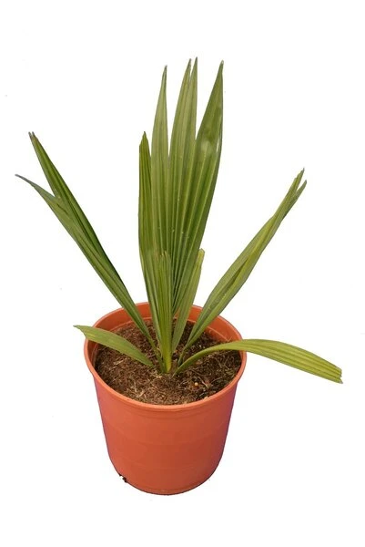 Sabal Minor - Totale Hoogte 50-60 Cm - Pot Ø 22 Cm 1 Sabal Minor - Totale Hoogte 50-60 Cm - Pot Ø 22 Cm