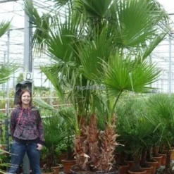 Washingtonia Robusta Multitrunk - Totale Hoogte 140+ Cm - Pot Ø 35 Cm -Aanbiedingen Boom Licht Winkel 1963166748
