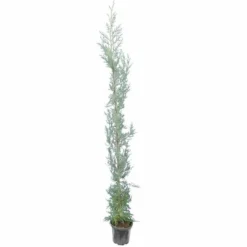Cupressus Arizonica - Totale Hoogte 180+ Cm - Pot Ø 22 Cm [pallet]