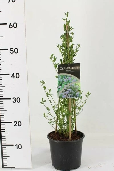 Ceanothus Thyrsiflorus Skylark - Pot Ø 17 Cm 1 Ceanothus Thyrsiflorus Skylark - Pot Ø 17 Cm
