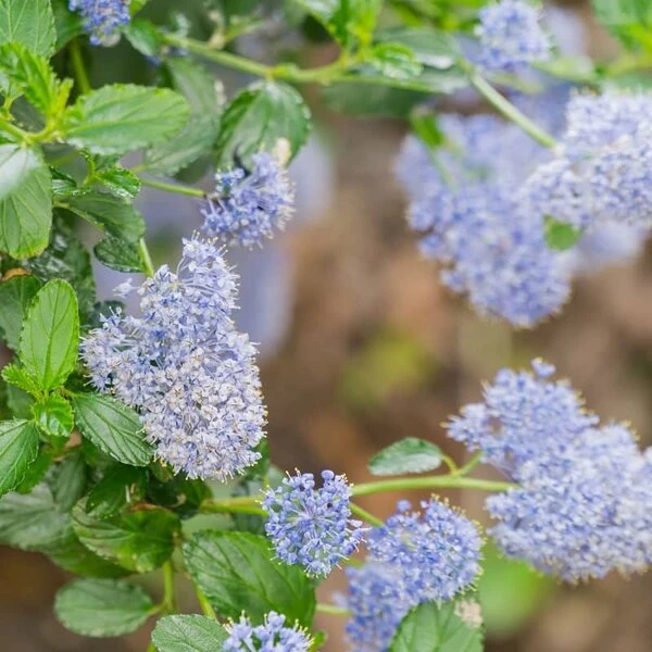 Ceanothus Thyrsiflorus Skylark - Pot Ø 17 Cm 2 Ceanothus Thyrsiflorus Skylark - Pot Ø 17 Cm - Afbeelding 2