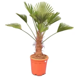 Trachycarpus Wagnerianus - Stam 40-50 Cm - Totale Hoogte 140-160 Cm - Pot Ø 35 Cm