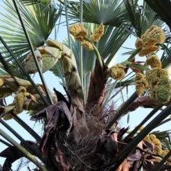 Trachycarpus Wagnerianus - Stam 40-50 Cm - Totale Hoogte 140-160 Cm - Pot Ø 35 Cm 8 Trachycarpus Wagnerianus - Stam 40-50 Cm - Totale Hoogte 140-160 Cm - Pot Ø 35 Cm -Aanbiedingen Boom Licht Winkel 1965821160