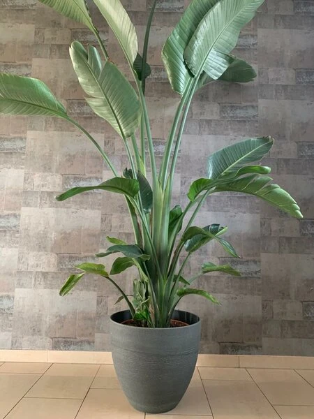 Strelitzia Nicolai - Totale Hoogte 110-130 Cm - Pot Ø 23 Cm 2 Strelitzia Nicolai - Totale Hoogte 110-130 Cm - Pot Ø 23 Cm - Afbeelding 2