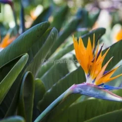 Strelitzia Reginae - Pot Ø 65 Cm [pallet] -Aanbiedingen Boom Licht Winkel 1967575350