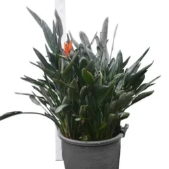 Strelitzia Reginae - Pot Ø 65 Cm [pallet] -Aanbiedingen Boom Licht Winkel 1967575353