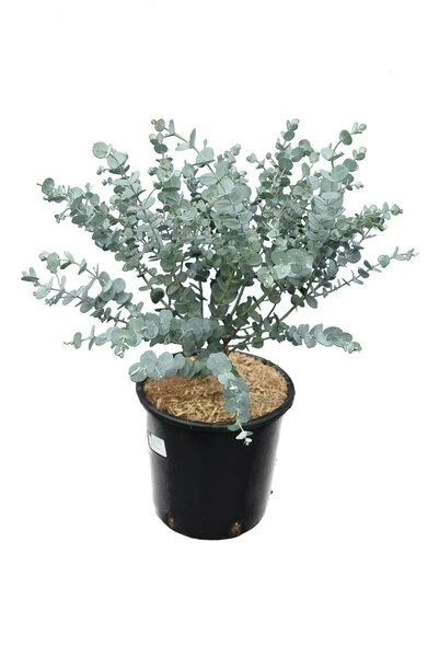 Eucalyptus Gunnii Azura - Totale Hoogte 40+ Cm - Pot 5 Ltr 2 Eucalyptus Gunnii Azura - Totale Hoogte 40+ Cm - Pot 5 Ltr - Afbeelding 2
