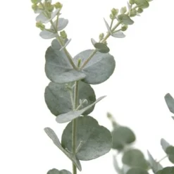 Eucalyptus Gunnii Azura - Totale Hoogte 40+ Cm - Pot 5 Ltr 6 Eucalyptus Gunnii Azura - Totale Hoogte 40+ Cm - Pot 5 Ltr -Aanbiedingen Boom Licht Winkel 1967847822