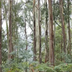 Eucalyptus Gunnii Azura - Totale Hoogte 40+ Cm - Pot 5 Ltr 7 Eucalyptus Gunnii Azura - Totale Hoogte 40+ Cm - Pot 5 Ltr -Aanbiedingen Boom Licht Winkel 1967847825