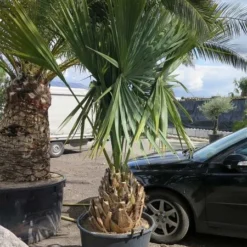 Sabal Minor - Totale Hoogte 190+ Cm - Stamhoogte 40-50 Cm - Pot Ø 60 Cm [pallet]